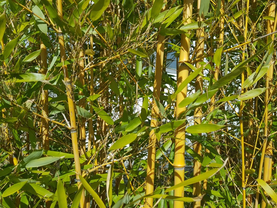 Qi Gong Basiskurs kurs in Wien, 26.5.2018 - 16.6.2018