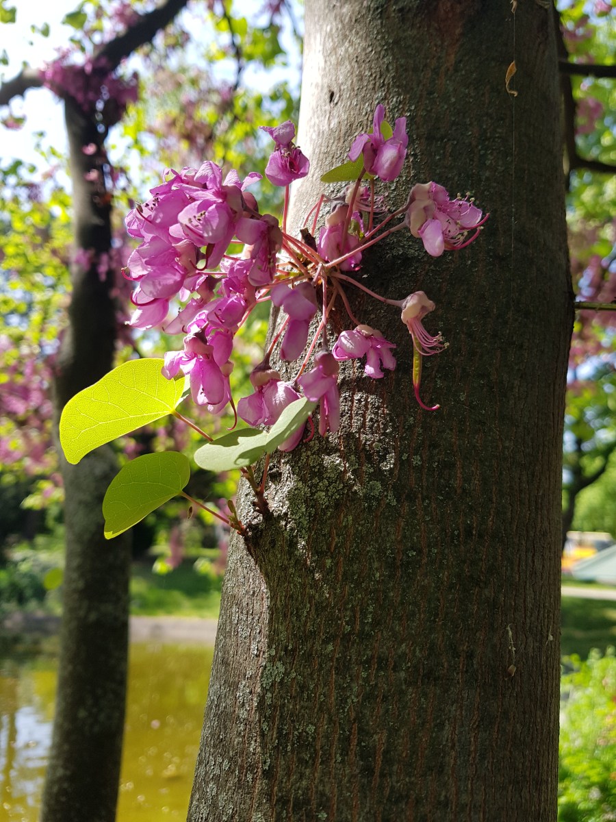 Wu Stil Qi Gong Wien