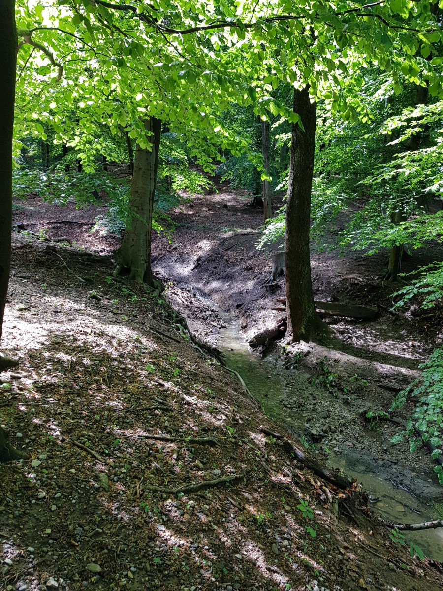 Tai Chi Chuan und Qi Gong, Volkspark Laaerberg Wien