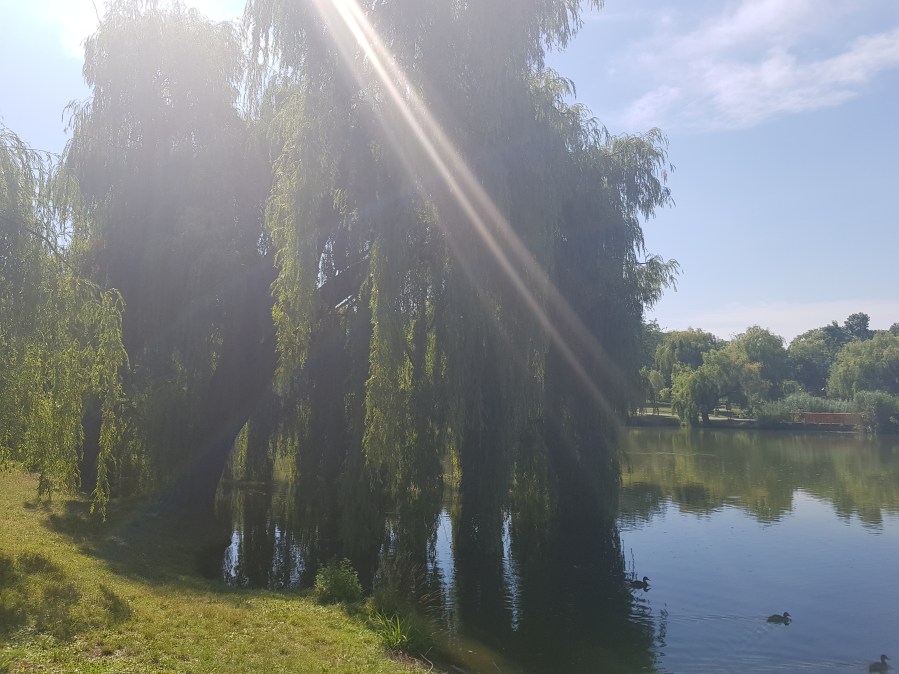 Übungsplatz der Wu Tai Ch Akademie Wien, Volks Park